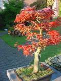 Acer palmatum shishgashirai aut 01.JPG